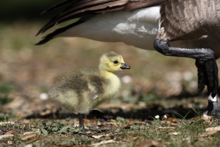 Canada goose, Branta canadensis, young, London, springの写真素材
