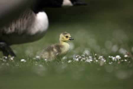Canada goose, Branta canadensis, young, London, springの写真素材