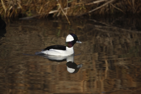 Bufflehead, Bucephala albeola, New Mexico, USA, winter