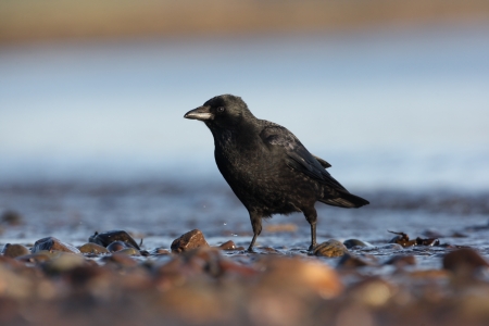 Carrion crow, Corvus corone, single bird standing by water, Galloway, Scotland, winter 2009              の写真素材