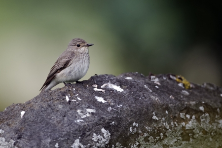 Spotted flycatcher, Muscicapa striata, Single bird on grave stoneの写真素材