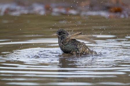 Starling, Sturnus vulgaris, single bird bathingの写真素材