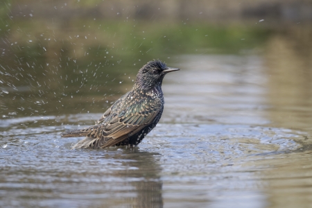 Starling, Sturnus vulgaris, single bird bathingの写真素材