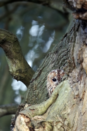 Tawny owl, Strix aluco, single bird at roost,の写真素材