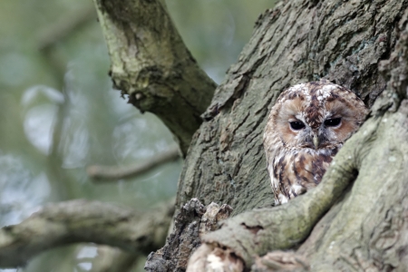 Tawny owl, Strix aluco, single bird at roost,の写真素材