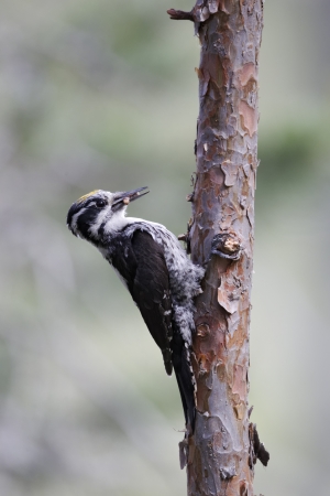 Three-toed woodpecker, Picoides tridactylus, single male on tree, Finland, July 2012の写真素材