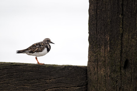 Turnstone, Arenaria interpres, single bird on groynes, Kent, September 2012
