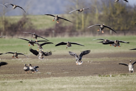 White-fronted goose, Anser albifrons, flock of birds in flight, Gloucestershire, March 2012             の写真素材