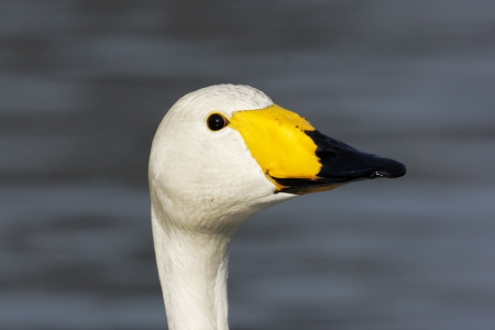 Whooper swan, Cygnus cygnus, Single bird head shot, London parks, March 2012の写真素材