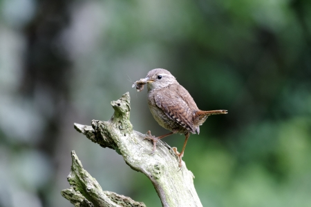 Wren, Troglodytes troglodytes, single bird on post carrying food, Warwickshire, May 2012の写真素材