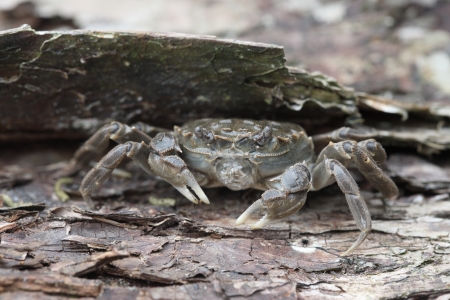 Chinese mitten crab, Eriocheir sinensis, River Thames, London, invading species.の写真素材