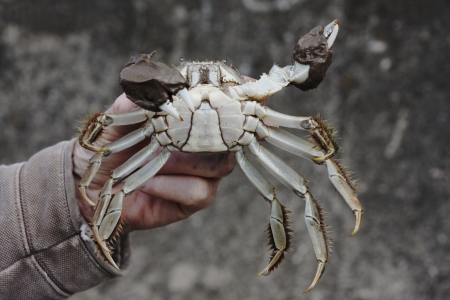 Chinese mitten crab, Eriocheir sinensis, Single crab in mans hand, River Thames, London, October...