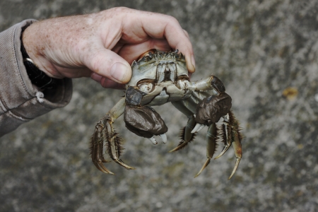 Chinese mitten crab, Eriocheir sinensis, Thames, London, October 2009の写真素材