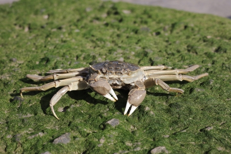 Chinese mitten crab, Eriocheir sinensis, Thames, London, October 2009の写真素材