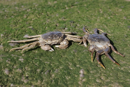 Chinese mitten crab, Eriocheir sinensis, Thames, London, October 2009