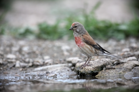 Linnet, Carduelis cannabina, male, Bulgaria, June 2009           の写真素材
