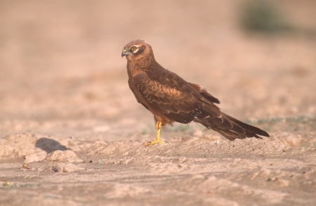 Marsh harrier, Circus aeruginosus, Oman            の写真素材