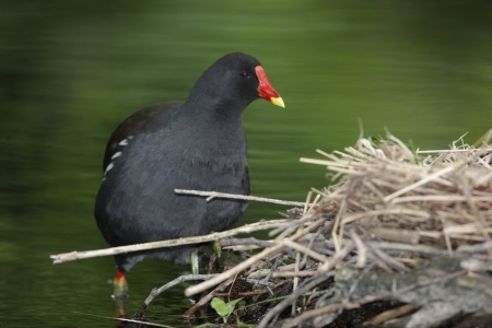Moorhen, Gallinula chloropus, on nest, Staffordshire, springの写真素材