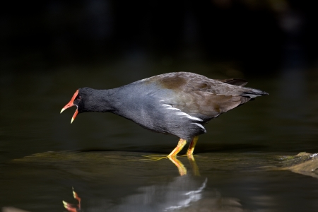 Moorhen, Gallinula chloropus, Arizona, USA           
