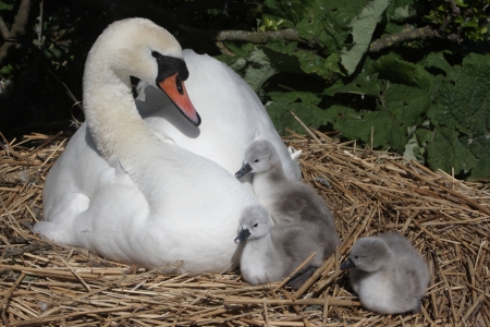 Mute swan, Cygnus olor, on nest with young, Abbotsbury, Dorset, spring                   の写真素材