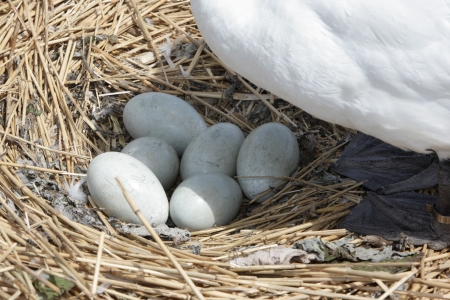 Mute swan, Cygnus olor, on nest with young, Abbotsbury, Dorset, spring                   の写真素材