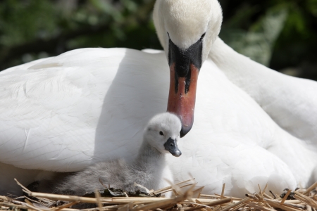 Mute swan, Cygnus olor, on nest with young, Abbotsbury, Dorset, spring                   の写真素材