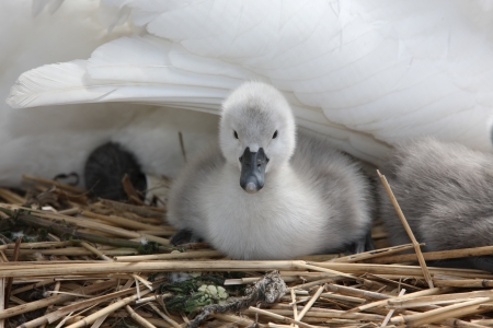 Mute swan, Cygnus olor, on nest with young, Abbotsbury, Dorset, spring                   の写真素材