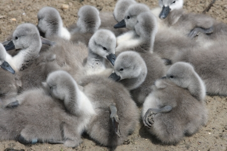 Mute swan, Cygnus olor, on nest with young, Abbotsbury, Dorset, spring                   の写真素材