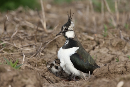 Northern lapwing, Vanellus vanellus, female with young, Midlands, spring             の写真素材