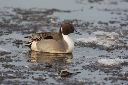 Northern pintail, Anas acuta, a single male swimming on icy water, Dumfries, Scotland, winter 2009の写真素材