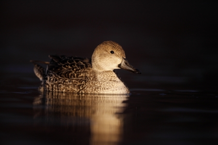 Northern pintail, Anas acuta, Female, Arizona, USA, winter                    の写真素材