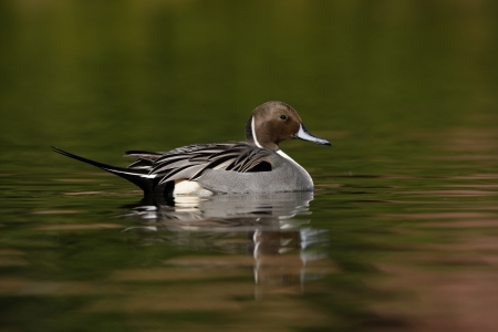 Northern pintail, Anas acuta, male, Arizona, USA, winter                    の写真素材