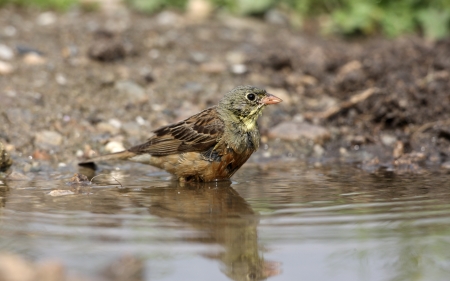 Ortolan bunting, Emberiza hortulana, Bulgaria, June 2009             の写真素材