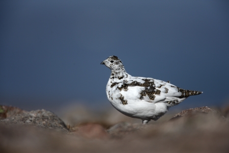 Ptarmigan, Lagopus mutus, female, spring, Scotland                  の写真素材