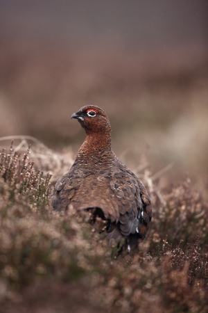 Red grouse, Lagopus lagopus scoticus, male, winter, Scotland      の写真素材