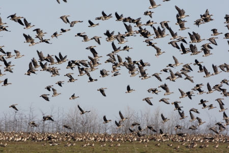 Red-breasted goose, Branta ruficollis, flight, mixed with white-fronted geese, Bulgaria, winter             の写真素材