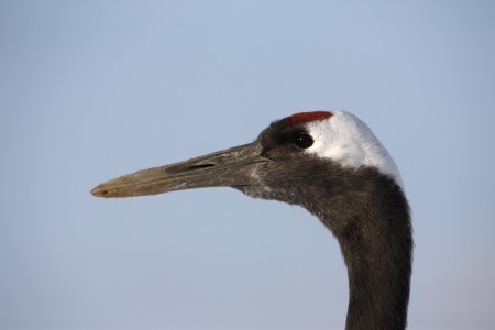 Red-crowned crane or japanese crane, Grus japonensis,  Hokkaido, Japan, winterの写真素材