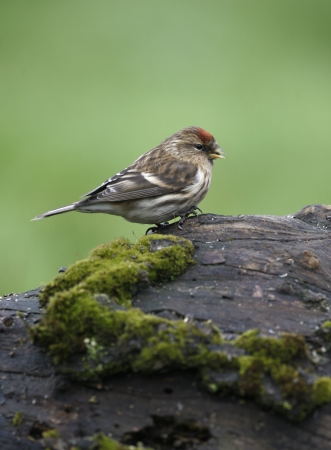 Lesser redpoll, Carduelis cabaret, Gloucestershire, winter             の写真素材