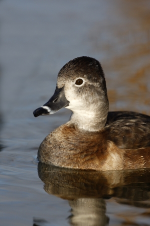 Ring-necked duck, Aythya collaris, female, Arizona, USA, winter               の写真素材