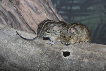 African striped mouse, Rhabdomys pumilio on logの写真素材