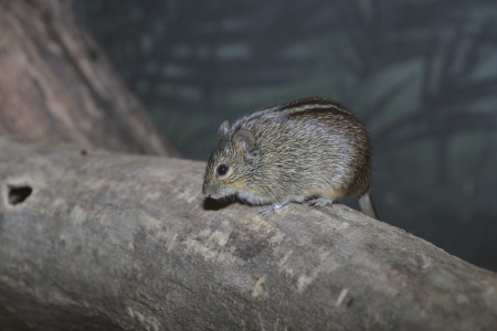African striped mouse, Rhabdomys pumilio on logの写真素材