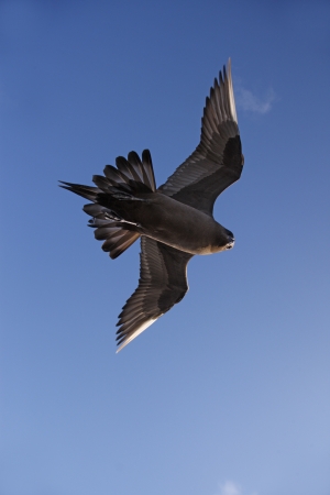 Arctic skua Stercorarius parasiticus, Flight, dark phase, Scotland      の写真素材