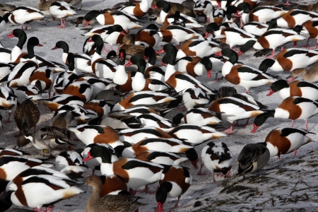 Shelduck, Tadorna tadorna, a large flock of birds in snowy conditions, Martin Mere, Lancashire, UK,...