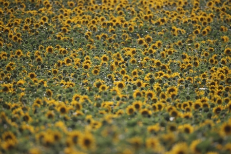 Sunflower crop, Bulgariaの写真素材