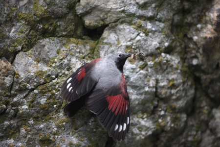 Wallcreeper, Tichodroma muraria, Bulgariaの写真素材