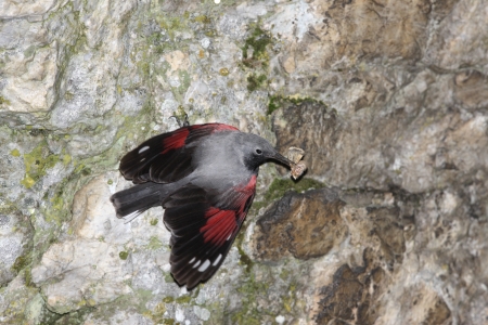 Wallcreeper, Tichodroma muraria, Bulgariaの写真素材