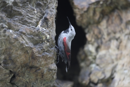 Wallcreeper, Tichodroma muraria, Bulgariaの写真素材