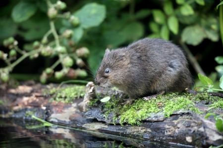 Water vole, Arvicola terrestrisの写真素材
