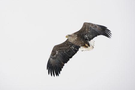 White-tailed sea-eagle, Haliaeetus albicillaの写真素材