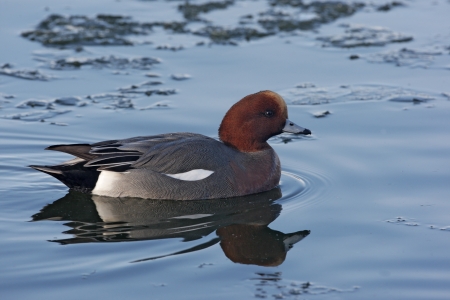 Wigeon, Anas penelopeの写真素材